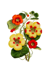 Vintage flor de agrião-capuchinho