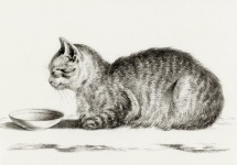 Gammal målning för katttappning
