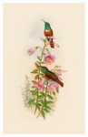 Hummingbird fågel vintage