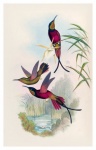 Colibri pássaro vintage antigo