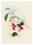 Uccello colibrì vecchio vintage