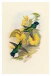 Vintage stary ptak koliber