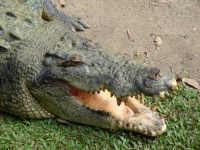 Nevetve óriás krokodil