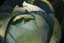 Large outer leaves of cabbage head