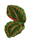 Listová rostlina transparentní