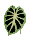 Laub Blatt Pflanze transparent