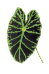 Planta de hoja de follaje transparente