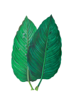 Foliage Leaf Plant Transparent