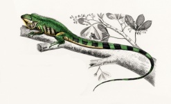 Iguana lizard painting vintage