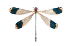 Asa de libélula inseto transparente