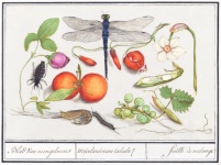 Ważka owady owocowe vintage