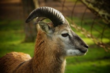 Mouflon Wild Sheep Sheep Horns