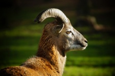 Mouflon Wild Sheep Sheep Horns