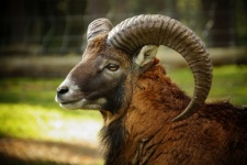 Rogi owiec dzikich muflonów