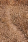Narrow Game Trail In Long Grass