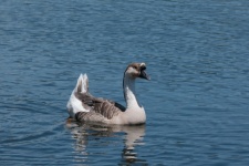 Guinea Goose On A Pond