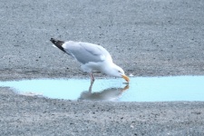 Oiseau buvant dans une flaque d'eau