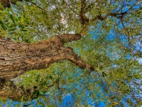 オリーブの木と青い空