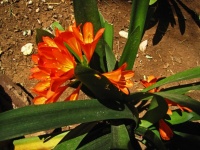 Crini portocalii clivia miniata