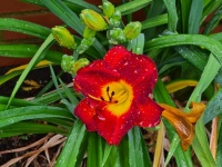 Orange Day Lily Flower