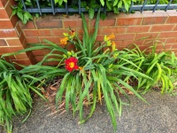 Orange Day Lily Plant