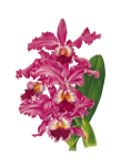 Orchid blossom flower transparent