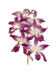 Orquídea, pintado, arte clipart