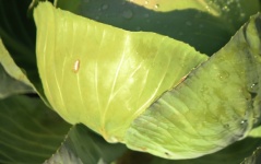 Overlapping outer leaves on cabbage