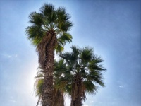 Palmiers avec lumière du soleil