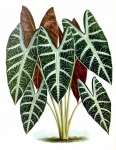 Pittura vintage di piante di palma