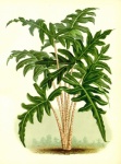 Malarstwo vintage roślin palmowych