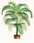 Palm Plant Vintage Painting