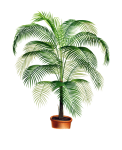 Palm plant vintage transparant