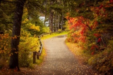 Cesta v parku na podzim