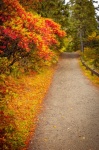 Cesta V Parku Na Podzim
