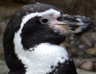 Pingwin z bliska