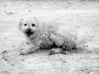 Kleine Maltese hond
