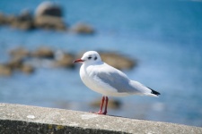 Small Seagull In Profile