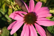 Close-up de Coneflower rosa