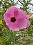 Růžový Hibiscus sabdariffa