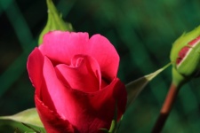 Rózsaszín rózsa rügy egy rózsabokor