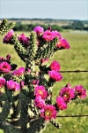De roze Cactus van Boomcholla
