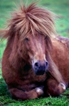 Pony Horse Animal Photography