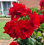 Regendruppels op rode rozen