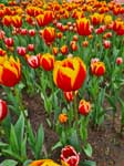 Tulipanes rojos y amarillos