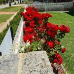 Giardino di rose rosse del Bengala