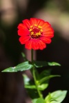 Flor tropical roja