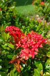 Piros trópusi virágok