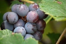 Rijping tros druiven aan een wijnstok