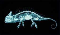 X-ray Chameleon Rays Glow